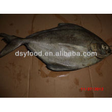 W / R Fresh Black Pomfret Fish